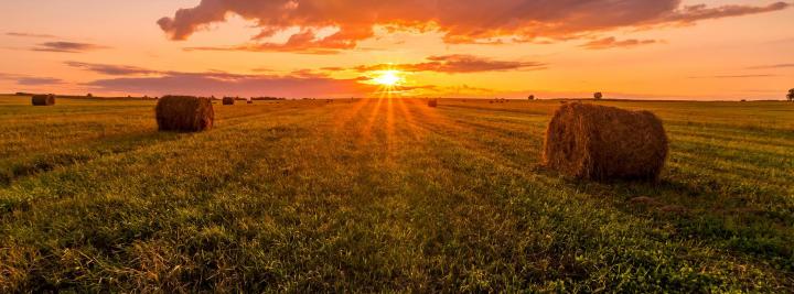 Foin pour caprins Canada