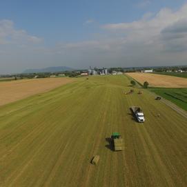 Foin pour caprins Canada