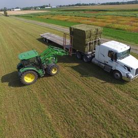 Foin pour bovins laitiers Canada