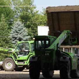 Foin pour bovins laitiers Canada