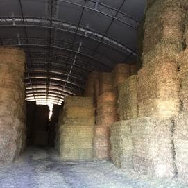 Foin pour bovins laitiers Canada