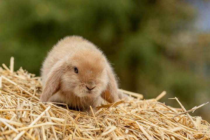 Du foin de qualité pour garantir la santé et le bien-être de vos rongeurs et lapins.