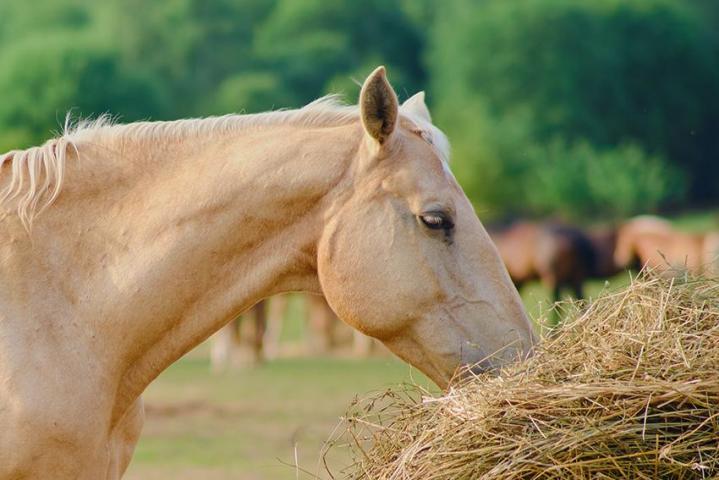 Nous proposons du foin pour chevaux riche en fibres, en protéines, en vitamines et en minéraux.