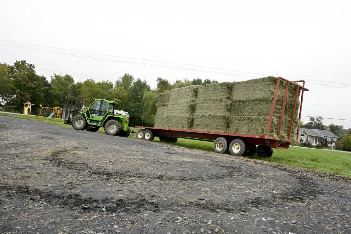 Foin pour bovins laitiers Canada