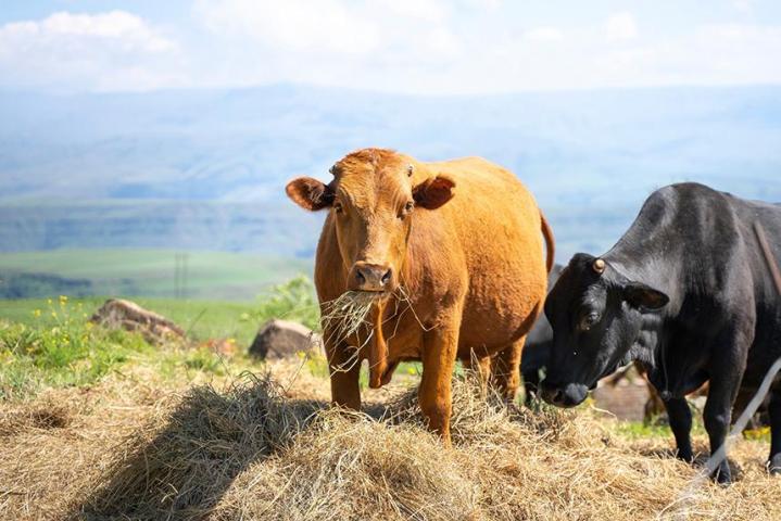 En choisissant nos foins, vos bovins bénéficieront de tout ce dont ils ont besoin sur le plan nutritionnel.