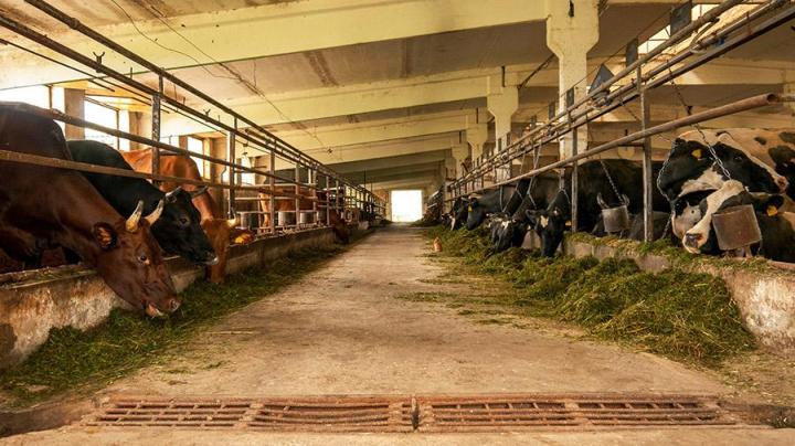 Nous vous fournissons du foin pour bovins laitiers de premier choix pour favoriser une production laitière optimale.